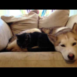 ハスキー犬が猫の「あったかベッド」に!無防備に眠る犬にぴったり寄り添う猫の姿が可愛すぎ - 肉球ドットコム(299.com)