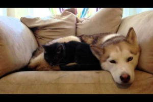 ハスキー犬が猫の「あったかベッド」に!無防備に眠る犬にぴったり寄り添う猫の姿が可愛すぎ - 肉球ドットコム(299.com)
