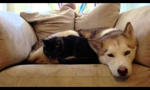 ハスキー犬が猫の「あったかベッド」に!無防備に眠る犬にぴったり寄り添う猫の姿が可愛すぎ - 肉球ドットコム(299.com)