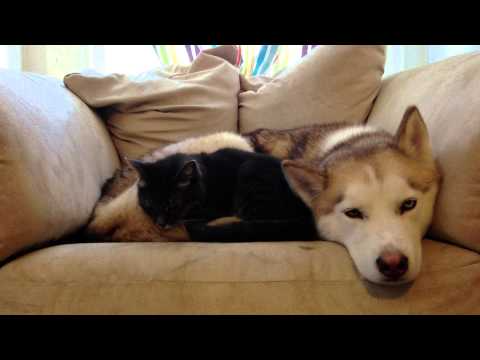 ハスキー犬が猫の「あったかベッド」に!無防備に眠る犬にぴったり寄り添う猫の姿が可愛すぎ - 肉球ドットコム(299.com)