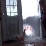予想外の結末!雪壁に全力ダイブした猫がまさかの「雪に埋没」その奮闘ぶりに660万回超の反響 - 肉球ドットコム(299.com)