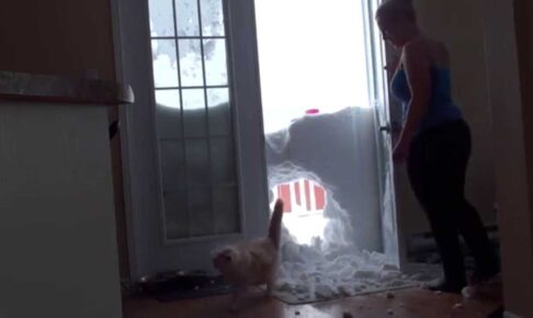 予想外の結末!雪壁に全力ダイブした猫がまさかの「雪に埋没」その奮闘ぶりに660万回超の反響 - 肉球ドットコム(299.com)
