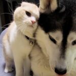 喧嘩のあとは世界一可愛い「ごめんなさい」!犬とのバトル後、謝罪する子猫の姿にメロメロ - 肉球ドットコム(299.com)