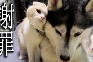 喧嘩のあとは世界一可愛い「ごめんなさい」!犬とのバトル後、謝罪する子猫の姿にメロメロ - 肉球ドットコム(299.com)
