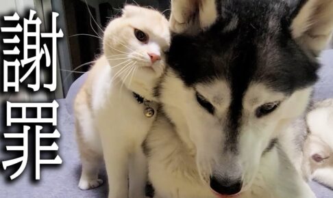 喧嘩のあとは世界一可愛い「ごめんなさい」!犬とのバトル後、謝罪する子猫の姿にメロメロ - 肉球ドットコム(299.com)