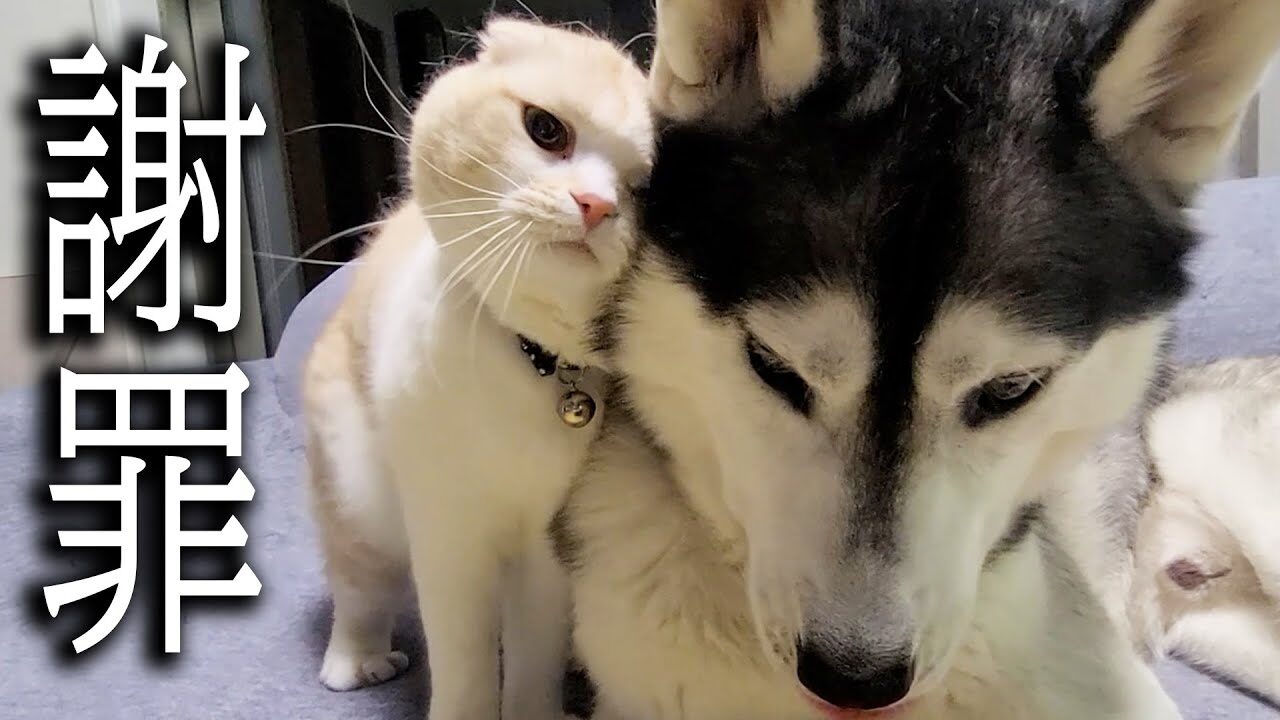 喧嘩のあとは世界一可愛い「ごめんなさい」!犬とのバトル後、謝罪する子猫の姿にメロメロ - 肉球ドットコム(299.com)