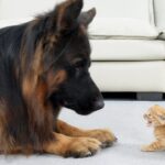 愛情たっぷり!保護された子猫と初めて対面したジャーマンシェパードの「優しさ」に心温まる - 肉球ドットコム(299.com)