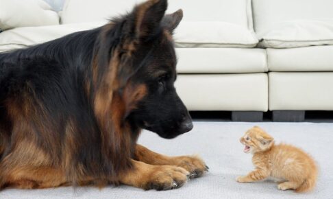 愛情たっぷり!保護された子猫と初めて対面したジャーマンシェパードの「優しさ」に心温まる - 肉球ドットコム(299.com)