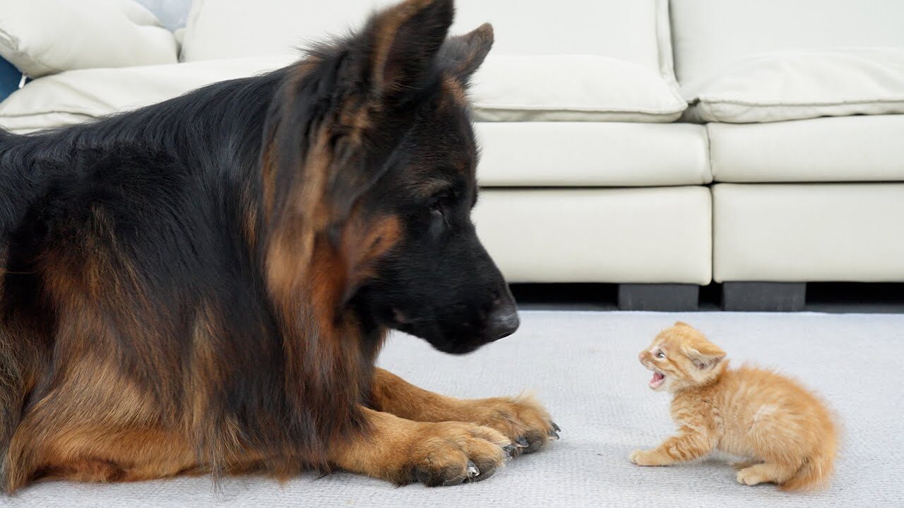 愛情たっぷり!保護された子猫と初めて対面したジャーマンシェパードの「優しさ」に心温まる - 肉球ドットコム(299.com)