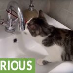 「ハンター魂」爆発!飼い主のヘアゴムを執拗に盗む猫の執念が可愛すぎると話題 - 肉球ドットコム(299.com)