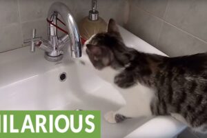 「ハンター魂」爆発!飼い主のヘアゴムを執拗に盗む猫の執念が可愛すぎると話題 - 肉球ドットコム(299.com)