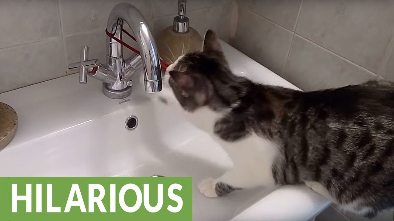 「ハンター魂」爆発!飼い主のヘアゴムを執拗に盗む猫の執念が可愛すぎると話題 - 肉球ドットコム(299.com)