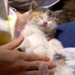 威嚇していた子猫が初日で腕の中で熟睡!ポテトの妹「モコ」の感動的な保護ストーリー - 肉球ドットコム(299.com)