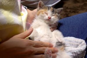 威嚇していた子猫が初日で腕の中で熟睡!ポテトの妹「モコ」の感動的な保護ストーリー - 肉球ドットコム(299.com)