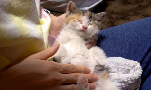 威嚇していた子猫が初日で腕の中で熟睡!ポテトの妹「モコ」の感動的な保護ストーリー - 肉球ドットコム(299.com)