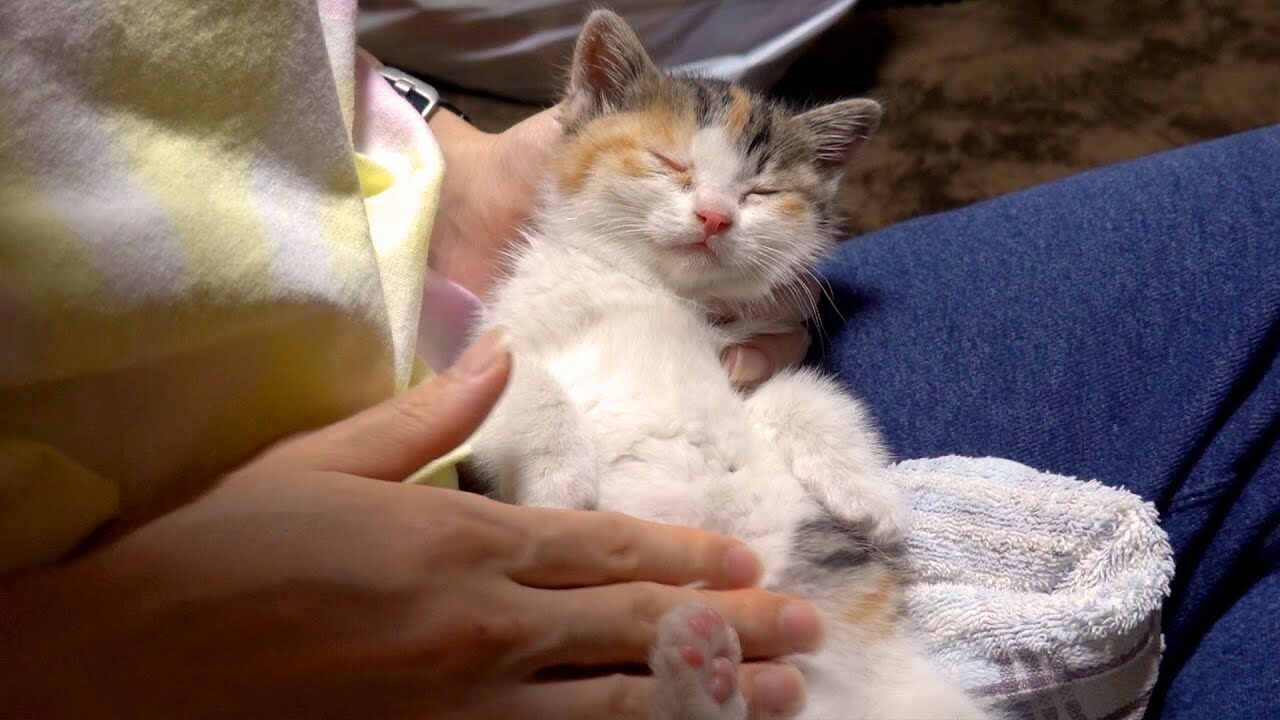 威嚇していた子猫が初日で腕の中で熟睡!ポテトの妹「モコ」の感動的な保護ストーリー - 肉球ドットコム(299.com)