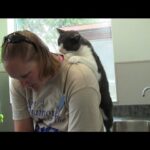 【極上】マッサージ師!?熟練の技で人間を癒やす猫の「ふみふみ」動画 - 肉球ドットコム(299.com)