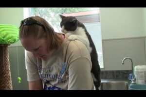 【極上】マッサージ師!?熟練の技で人間を癒やす猫の「ふみふみ」動画 - 肉球ドットコム(299.com)