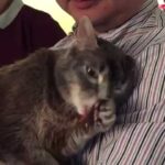 【働き者】飼い主も感謝!愛情のこもった『スリスリ』猫の「オーフィー」が可愛すぎると話題 - 肉球ドットコム(299.com)