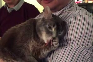 【働き者】飼い主も感謝!愛情のこもった『スリスリ』猫の「オーフィー」が可愛すぎると話題 - 肉球ドットコム(299.com)