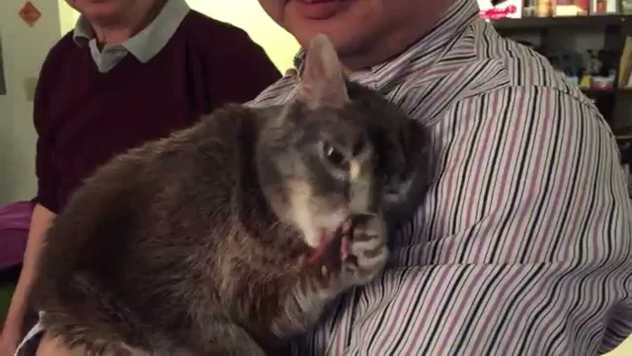 【働き者】飼い主も感謝!愛情のこもった『スリスリ』猫の「オーフィー」が可愛すぎると話題 - 肉球ドットコム(299.com)