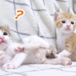 【癒やし】早すぎたおもちゃ遊び!? ちょこまか動く保護子猫たちの成長記録 - 肉球ドットコム(299.com)