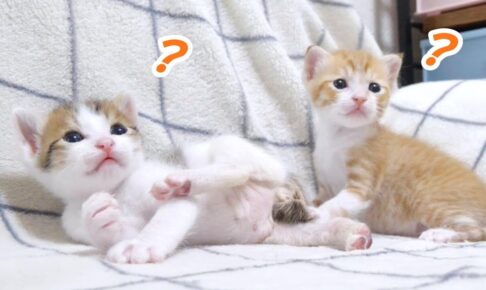 【癒やし】早すぎたおもちゃ遊び!? ちょこまか動く保護子猫たちの成長記録 - 肉球ドットコム(299.com)