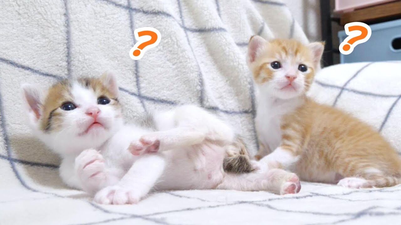 【癒やし】早すぎたおもちゃ遊び!? ちょこまか動く保護子猫たちの成長記録 - 肉球ドットコム(299.com)