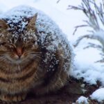 【心が痛む】雪の中でじっと眠る妊娠中の猫、その厳しい現実に言葉を失う - 肉球ドットコム(299.com)