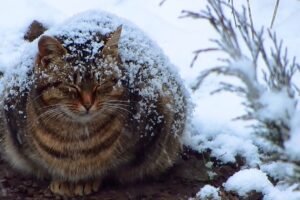【心が痛む】雪の中でじっと眠る妊娠中の猫、その厳しい現実に言葉を失う - 肉球ドットコム(299.com)