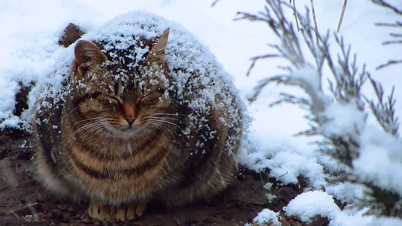 【心が痛む】雪の中でじっと眠る妊娠中の猫、その厳しい現実に言葉を失う - 肉球ドットコム(299.com)