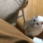 【感動】「ご主人の誕生日なので」…愛が爆発!可愛すぎる愛猫からの心温まる最高のサプライズ - 肉球ドットコム(299.com)