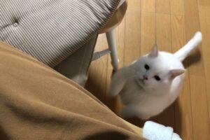 【感動】「ご主人の誕生日なので」…愛が爆発!可愛すぎる愛猫からの心温まる最高のサプライズ - 肉球ドットコム(299.com)