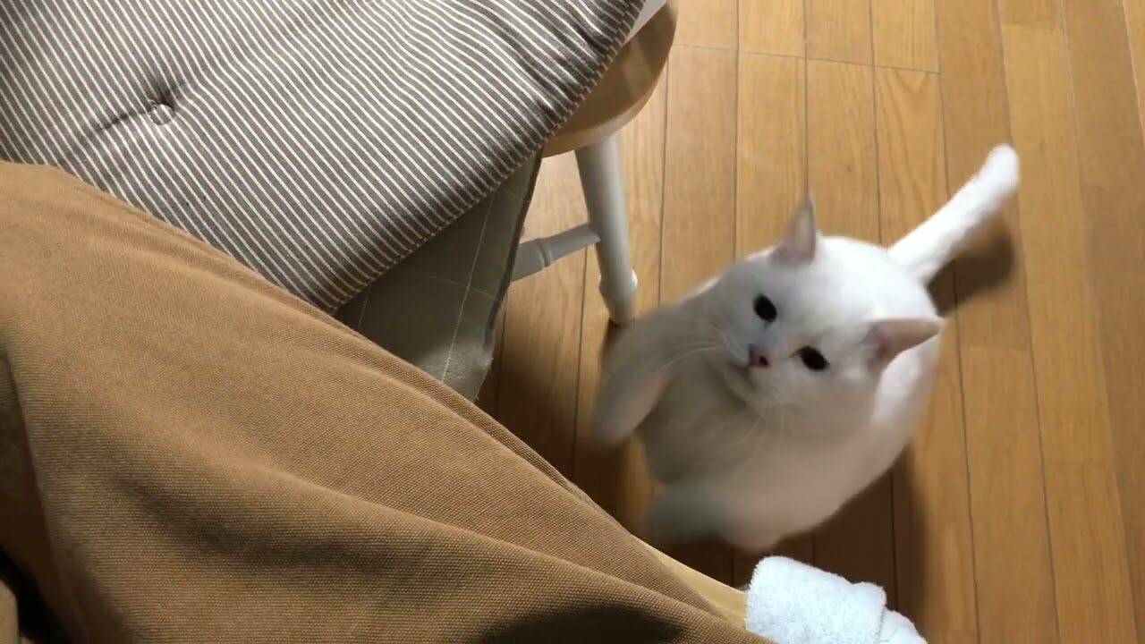 【感動】「ご主人の誕生日なので」…愛が爆発!可愛すぎる愛猫からの心温まる最高のサプライズ - 肉球ドットコム(299.com)