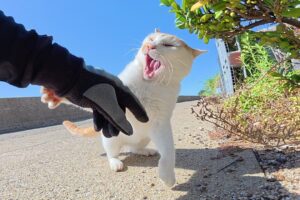 【修羅場】ケンカ勃発!三毛猫を助けようとしたら”ヤンキー猫”に襲撃された一部始終 - 肉球ドットコム(299.com)