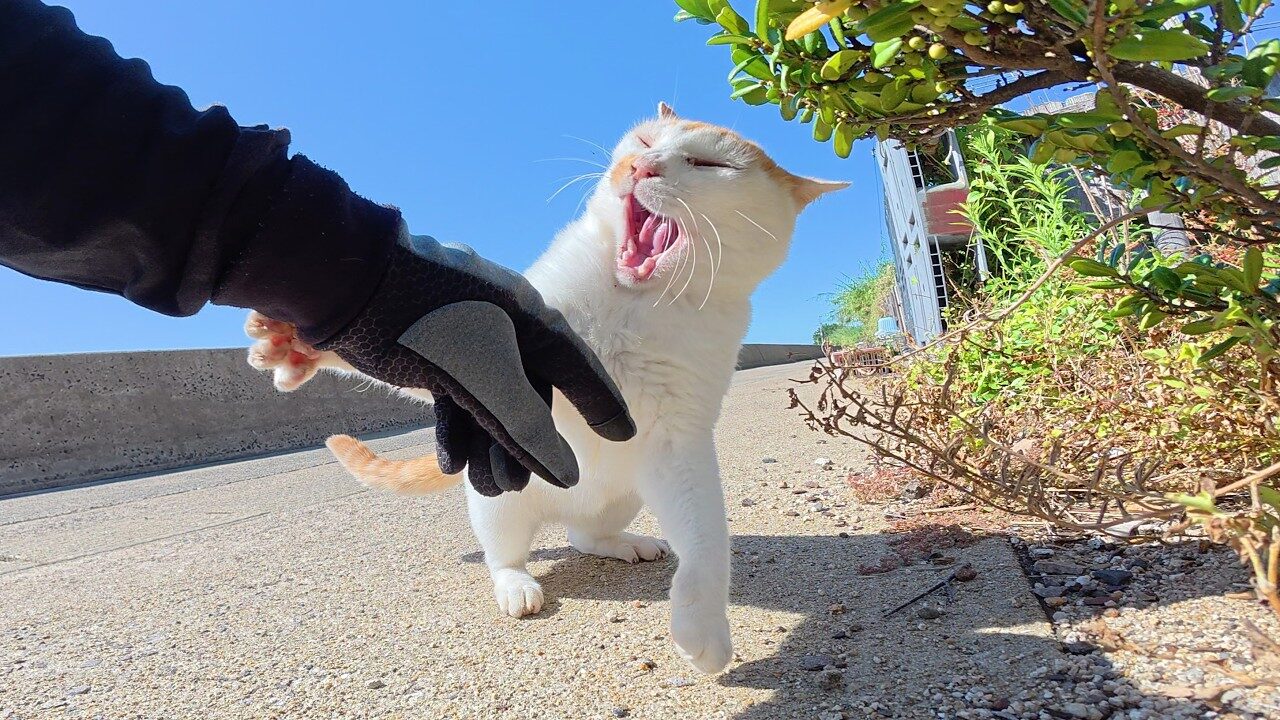 【修羅場】ケンカ勃発!三毛猫を助けようとしたら”ヤンキー猫”に襲撃された一部始終 - 肉球ドットコム(299.com)