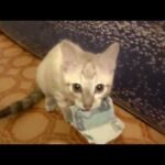 【爆笑】「これは私のものニャ!」飼い主の財布からお札を盗む子猫の泥棒テクニックが凄すぎる - 肉球ドットコム(299.com)