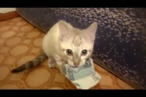 【爆笑】「これは私のものニャ!」飼い主の財布からお札を盗む子猫の泥棒テクニックが凄すぎる - 肉球ドットコム(299.com)