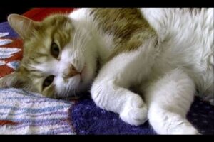 【300万再生超え】「ねぇ、まだ眠くないニャ!」お昼寝前の”おしゃべり”が日課の甘えん坊猫に世界が夢中 - 肉球ドットコム(299.com)