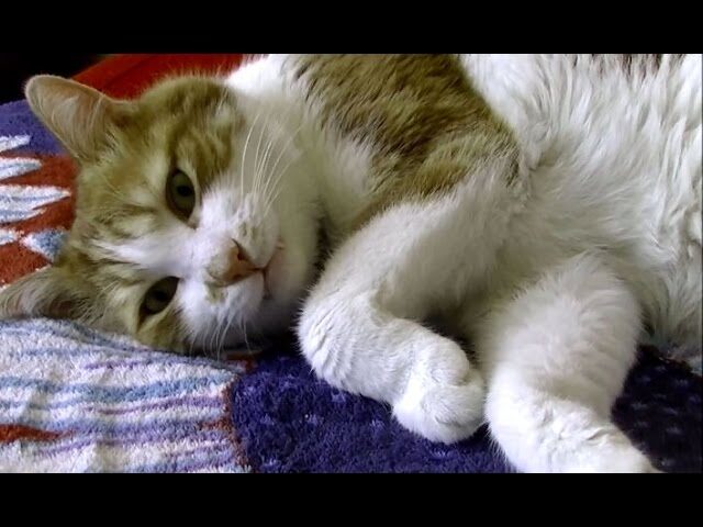 【300万再生超え】「ねぇ、まだ眠くないニャ!」お昼寝前の”おしゃべり”が日課の甘えん坊猫に世界が夢中 - 肉球ドットコム(299.com)
