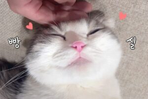 【とろける猫】床暖房をつけた結果…猫が「アザラシ」に変身して動かなくなる様子が可愛すぎると話題 - 肉球ドットコム(299.com)