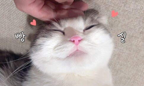 【とろける猫】床暖房をつけた結果…猫が「アザラシ」に変身して動かなくなる様子が可愛すぎると話題 - 肉球ドットコム(299.com)