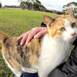 【まさかの展開】「膝に乗せて!」と一途に追いかけてきた野良三毛猫の熱烈アピールに飼い主タジタジ - 肉球ドットコム(299.com)