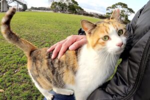 【まさかの展開】「膝に乗せて!」と一途に追いかけてきた野良三毛猫の熱烈アピールに飼い主タジタジ - 肉球ドットコム(299.com)