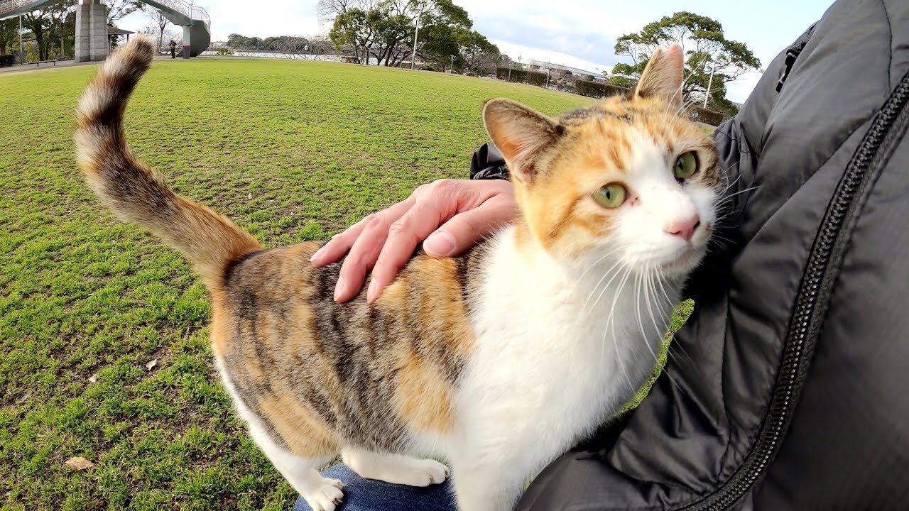 【まさかの展開】「膝に乗せて!」と一途に追いかけてきた野良三毛猫の熱烈アピールに飼い主タジタジ - 肉球ドットコム(299.com)