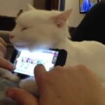 最高の暖かさ!人間を支える猫の「コトスタンド」(猫台)が可愛すぎると話題 - 肉球ドットコム(299.com)