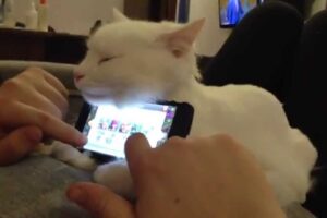 最高の暖かさ!人間を支える猫の「コトスタンド」(猫台)が可愛すぎると話題 - 肉球ドットコム(299.com)