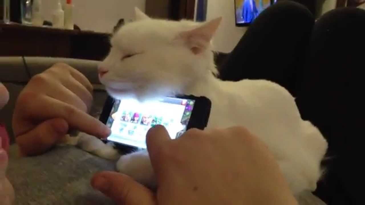 最高の暖かさ!人間を支える猫の「コトスタンド」(猫台)が可愛すぎると話題 - 肉球ドットコム(299.com)