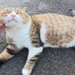 【必見】究極のモフモフ!丸顔猫の「立派すぎるほっぺた」をムニムニする動画が話題に - 肉球ドットコム(299.com)