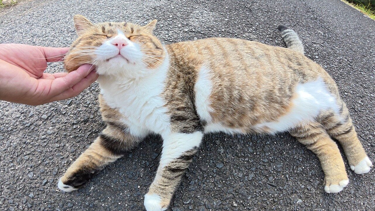 【必見】究極のモフモフ!丸顔猫の「立派すぎるほっぺた」をムニムニする動画が話題に - 肉球ドットコム(299.com)